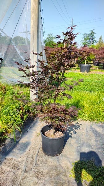ACER PALMAT.BLOODGOOD