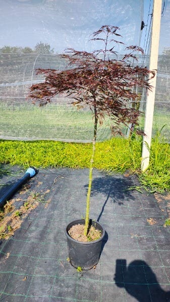 ACER PALM.DISS.INABA-SHIDARE