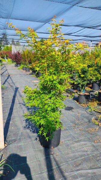 ACER PALMATUM KATSURA