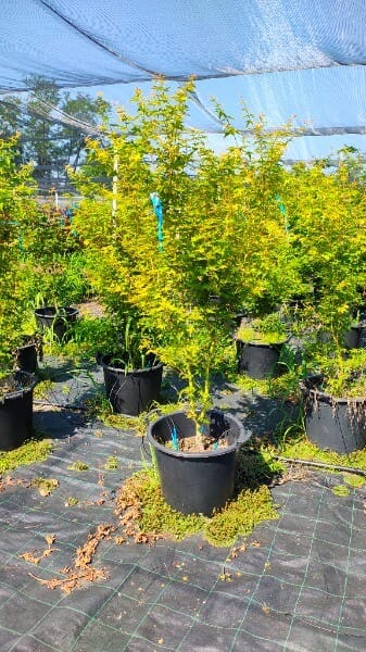 ACER PALM.BIHOU
