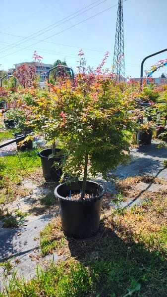ACER PALMAT.DESHOIO