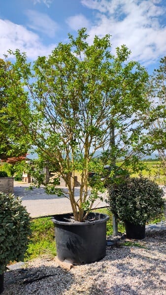 LAGERSTROEMIA INDICA