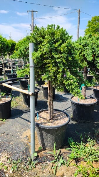 JUNIPERUS BLUE PACIFIC