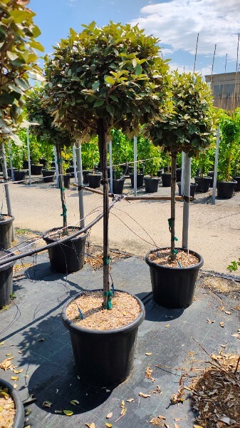 ELAEAGNUS EBBINGEI COMPACTA