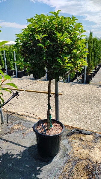 PRUNUS LUSITANICA BRENELIA (R)