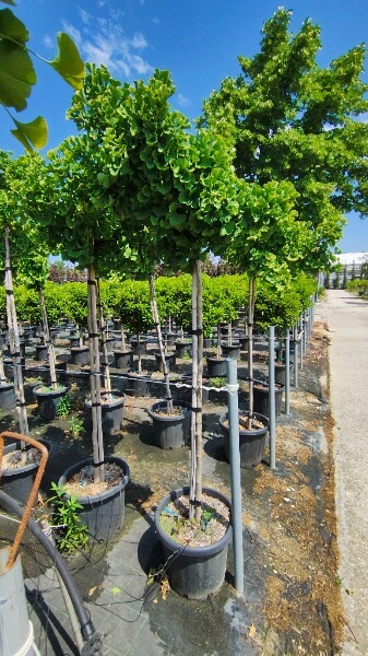GINKGO BILOBA MARIKEN