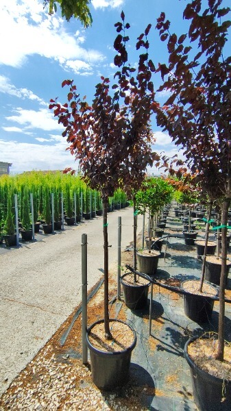 PRUNUS PISSARDII NIGRA
