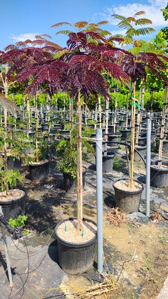 ALBIZIA JULIBRISSIN SUMMER CHOCOLATE (R)