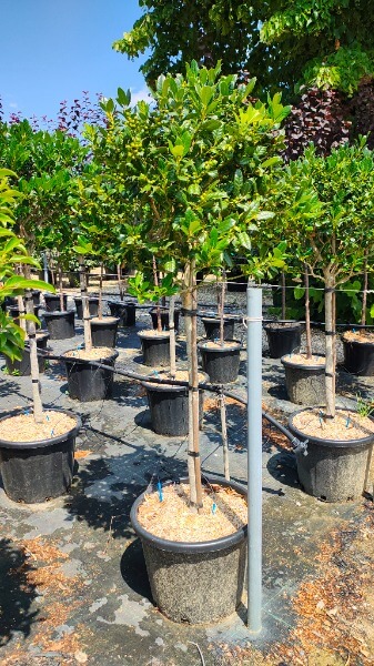 ILEX MUTCHAGARA NELLIE R.STEVENS