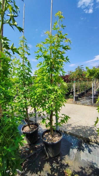 LIQUIDAMBAR STYRACIFLUA WORPLESDON
