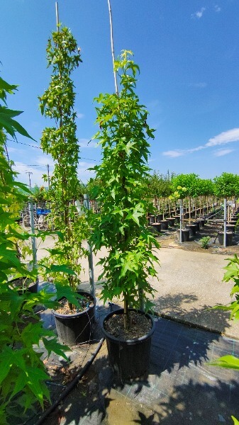 LIQUIDAMBAR STYR.SLEND.SILHOUETTE