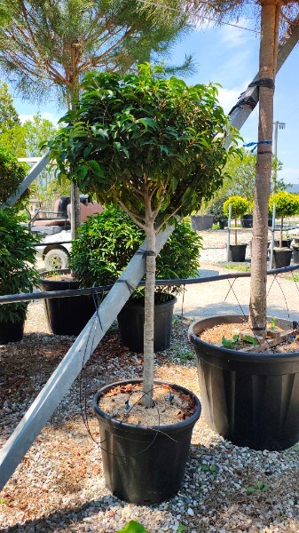 PRUNUS LUSITANICA ANGUSTIFOLIA