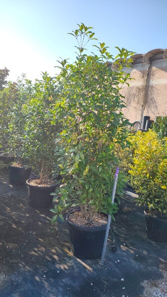 OSMANTHUS FRAGRANS