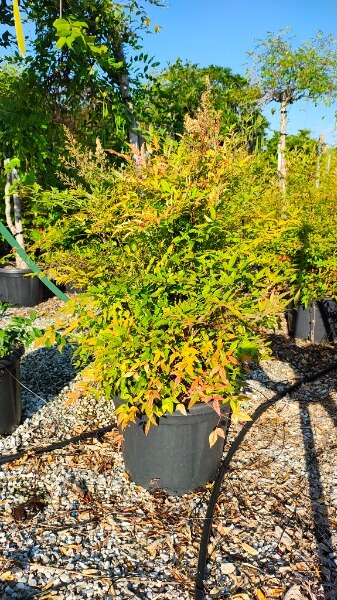 NANDINA DOMESTICA