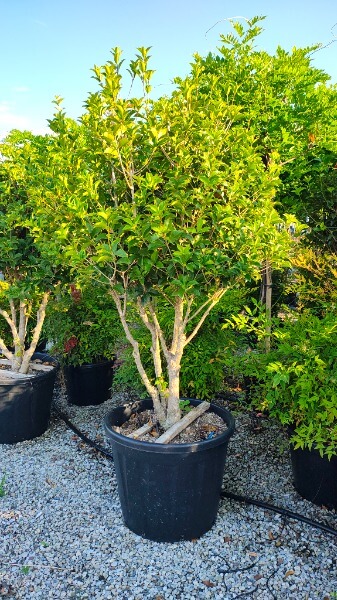 OSMANTHUS AQUIFOLIUM