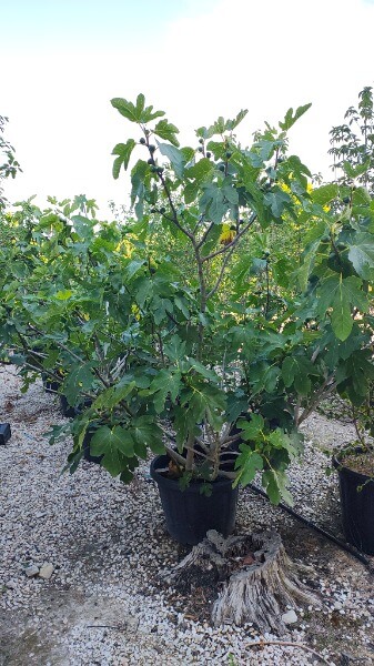 FICUS CARICA PORTOGALLO