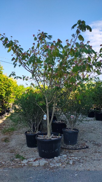 ALBIZIA JULIBRISSIN OMBRELLA (R)