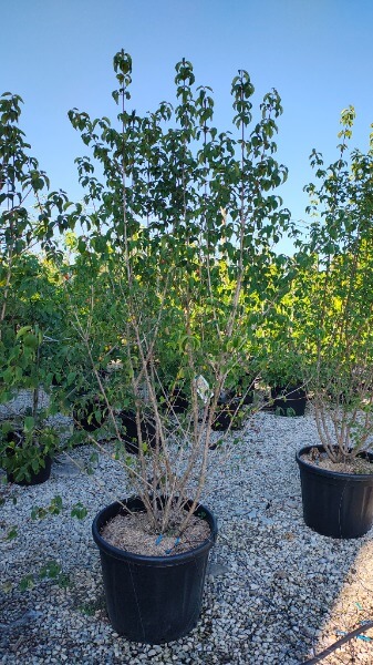 CORNUS MAS