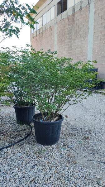 EUONYMUS ALATUS COMPACTUS