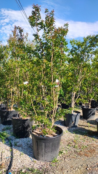 LAGERSTROEMIA INDICA DYNAMITE (R)