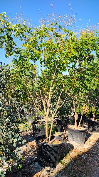 KOELREUTERIA PANICULATA