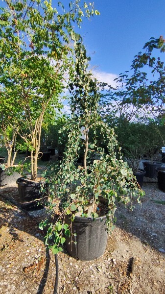 CERCIDIPHYLLUM JAPONICUM PENDULUM
