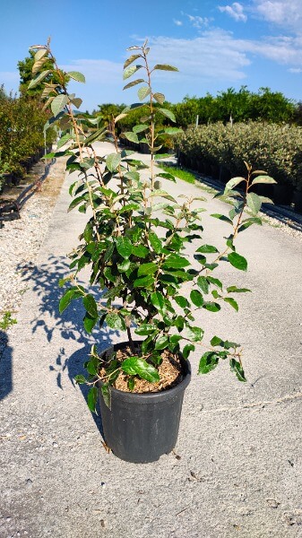 ELAEAGNUS X EBBINGEI