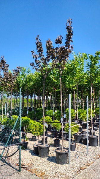 PRUNUS SERRULATA ROYAL BURGUNDY