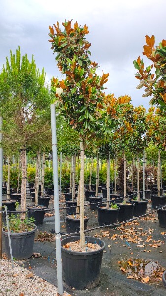 MAGNOLIA GRAND.GALL.PRAECOX