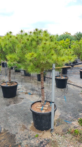 PINUS STROBUS EXCELSA