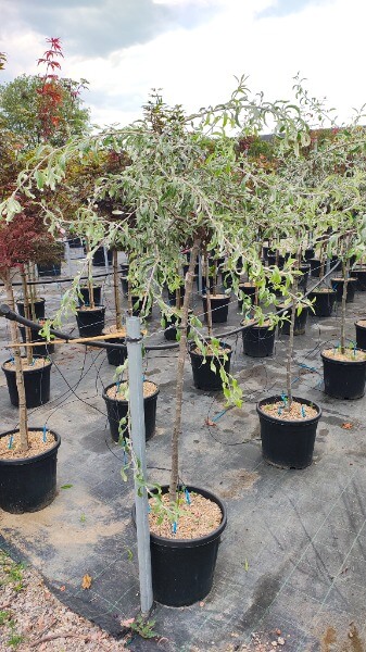 PYRUS SALICIFOLIA PENDULA