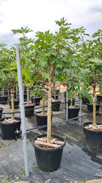 FICUS CARICA PORTOGALLO