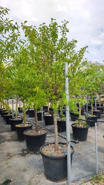 PRUNUS DOMESTICA STANLEY