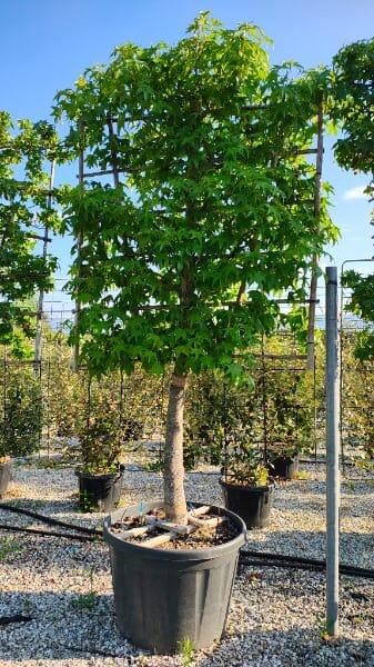 LIQUIDAMBAR STYRACIFLUA