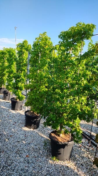 LIQUIDAMBAR STYRACIFLUA