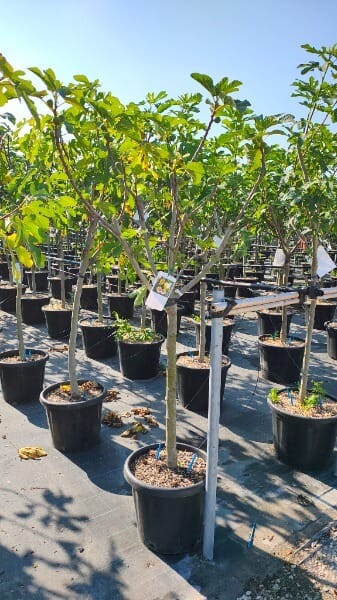 FICUS CARICA PORTOGALLO