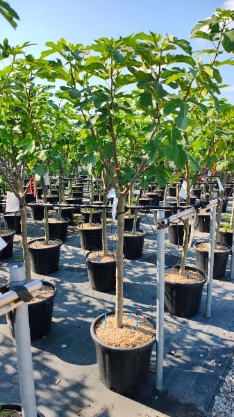 FICUS CARICA PORTOGALLO