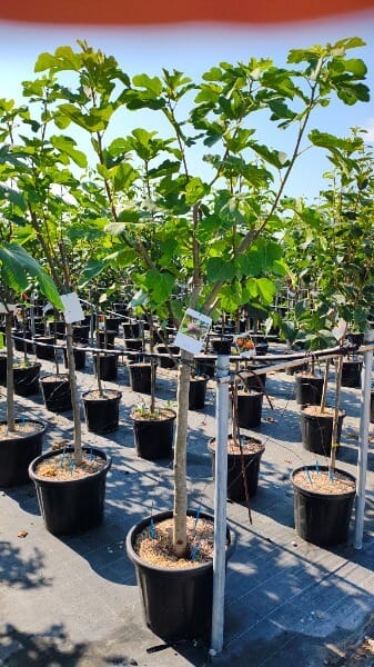 FICUS CARICA PORTOGALLO