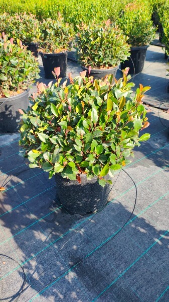 PHOTINIA COMPACTA LITTLE RED ROBIN
