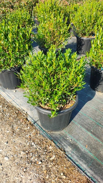 PHILLYREA ANGUSTIFOLIA