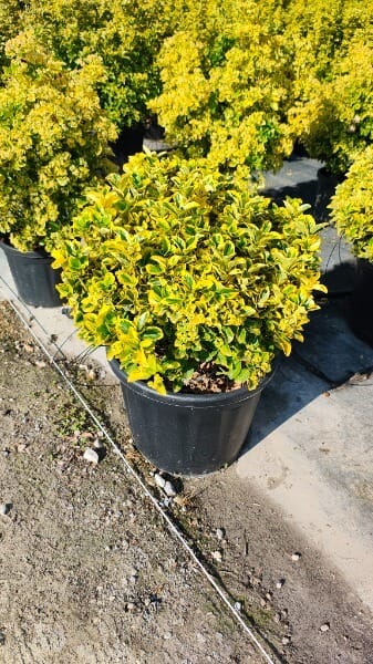 EUONYMUS JAPONICUS AUREUS
