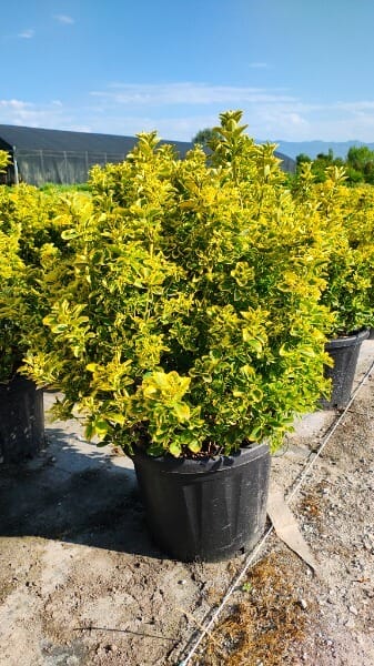 EUONYMUS JAPONICUS AUREUS