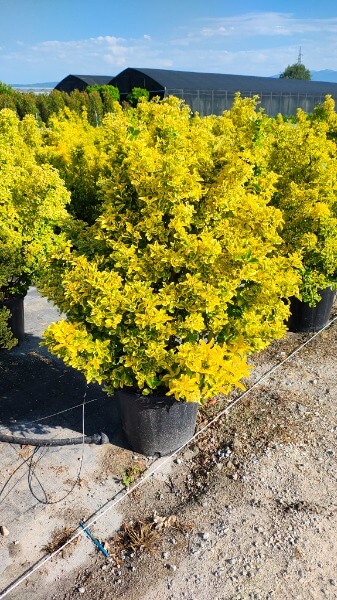 EUONYMUS JAPONICUS AUREUS