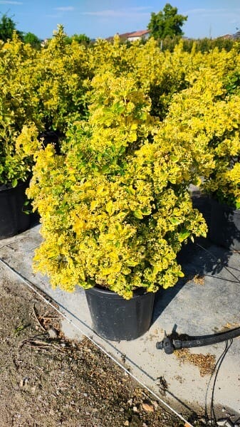 EUONYMUS JAPONICUS AUREUS