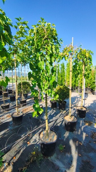 MORUS ALBA PENDULA