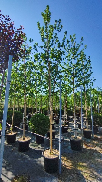LIQUIDAMBAR STYRACIFLUA