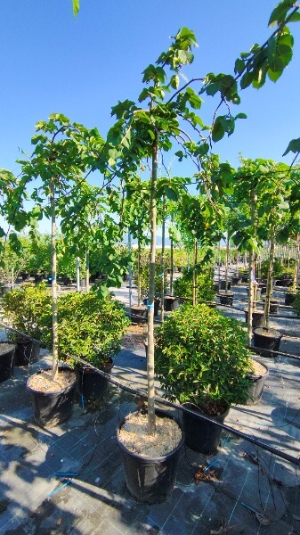 ULMUS GLABRA PENDULA (MONTANA P.)