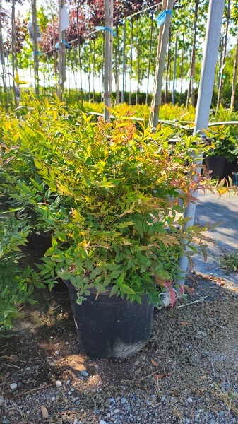 NANDINA DOMESTICA GULF STREAM