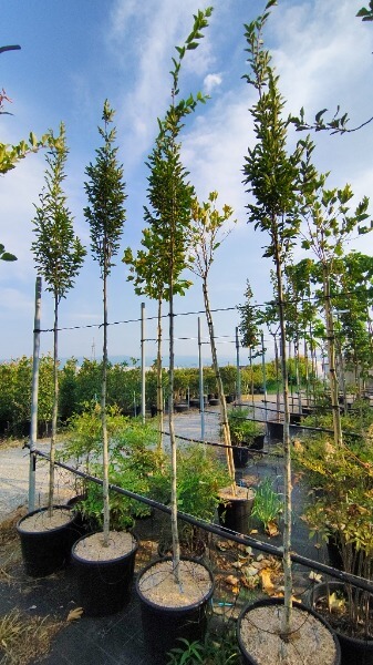 CARPINUS BETULUS FASTIGIATA