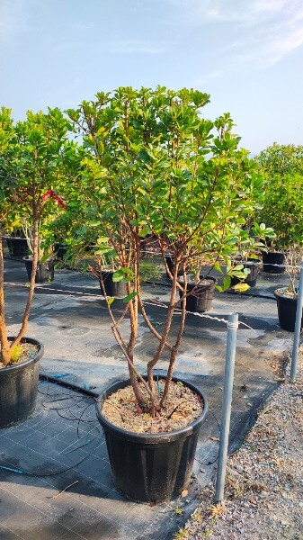 ARBUTUS UNEDO
